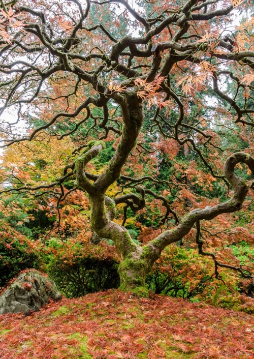 travelingcolors: Japanese Garden, Seattle | Washington (by Saji Viswam)