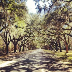 leahmarch:  at Wormsloe Plantation