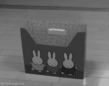 coolgifaddiction:  Cat Gifs: I can watch ‘em all day.Featuring the best #catpicswith