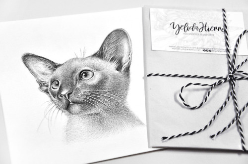 yelidahierro: Finally posting this Siamese kitty portrait that I finished weeks ago. &gt;.&l