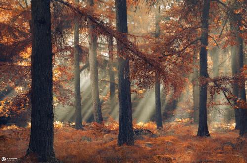 amazinglybeautifulphotography:Hidden fall, sun rays deep in an autumn forest in the Netherlands [163