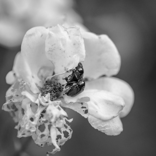 Life, amid the destruction - happened upon this while watering in the front garden tonight.