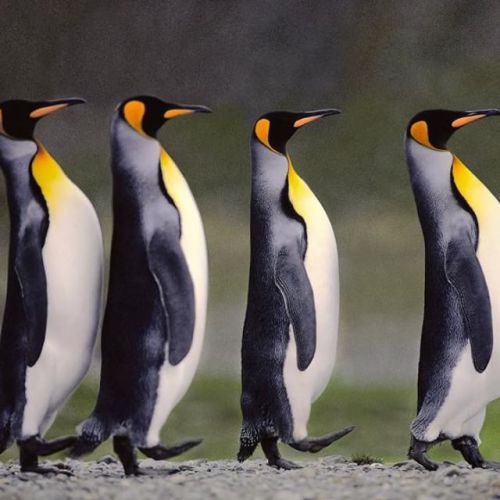 Photo by @FransLanting King penguins strut during a characteristic courtship display that involves o