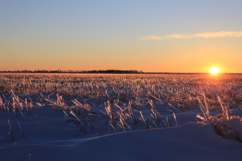 Ice-Coated Cattail Slough at Sunset (via USFWS Mountain-Prairie)
“Christmas Day rains eventually turned to snow, but not before they coated everything with ice in the Kulm Wetland Management District, North Dakota. One can imagine this would make it...
