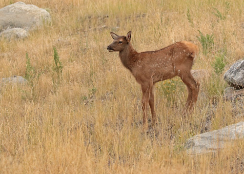 Elk calf, Gardiner MT by hennessy.barb https://flic.kr/p/2hCvwmw