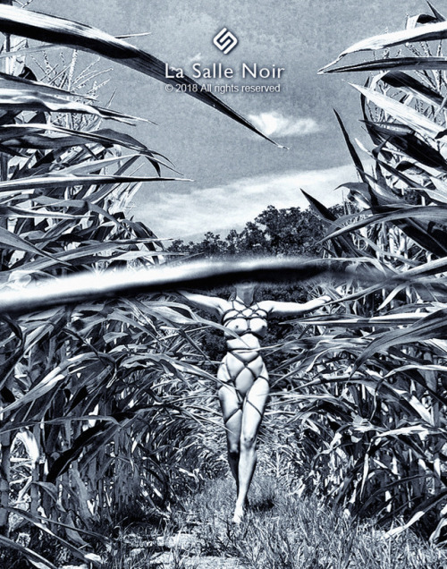 lasallenoir: In The Corn Fields © by La Salle Noir, all rights reserved (don’t delete our caption)Fo