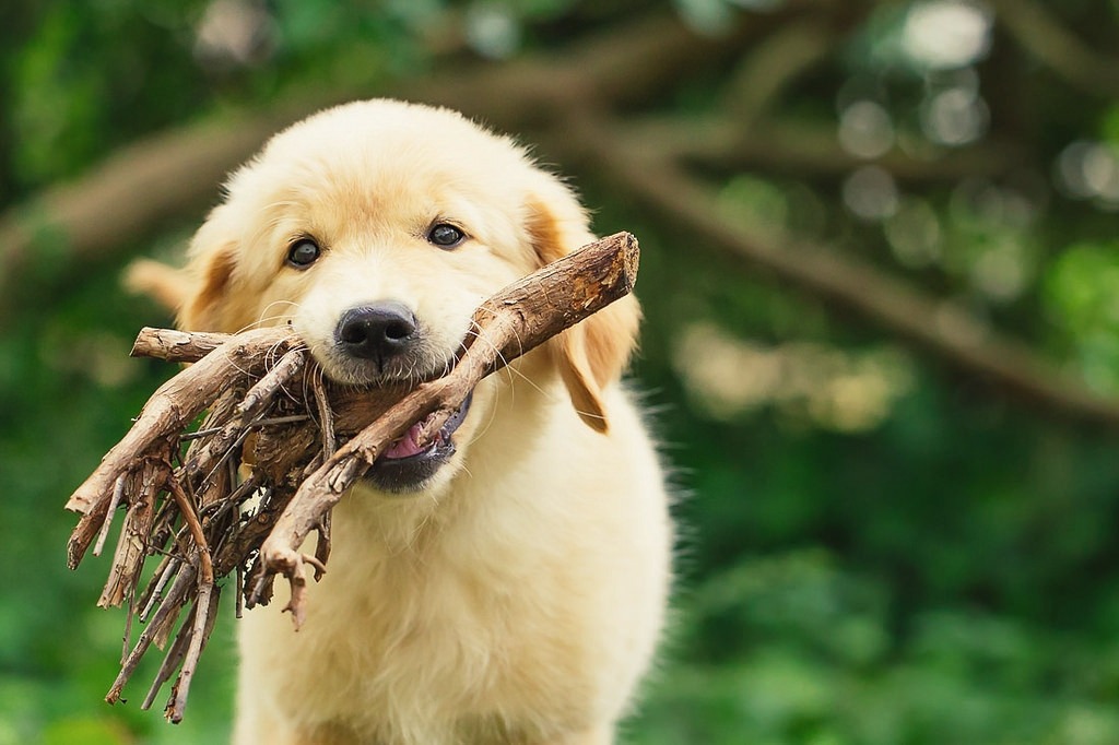 Golden Retriever Love