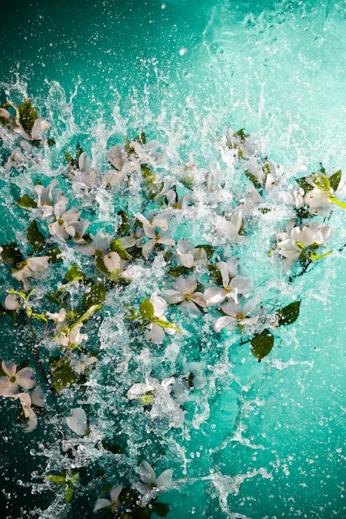 touchdisky:  FLORAE  Neil Craver 