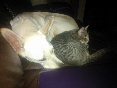 Spam of my pets and Crook
