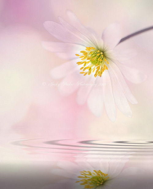 Reflect on Spring by Jacky Parker Floral Art on Flickr.