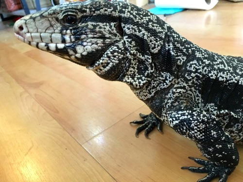kaijutegu:And so here we are, two years later. Two years ago today I got a box in the mail with this