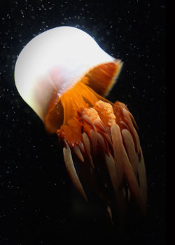 neaq:  Brainless. Boneless. Totally ghost-like. Jellies are up there for creepy Halloween critters.