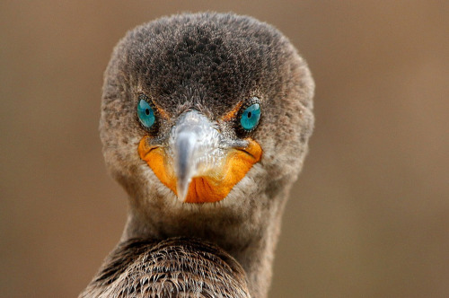 Cormorant Bird