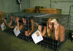 violent-rape-fantasies:  On this side, we keep a good selection of breeding stock.  They’re all young, healthy, and well-trained.  You can read all their information, medical history, family details, and notes right on their cage and make your decision.