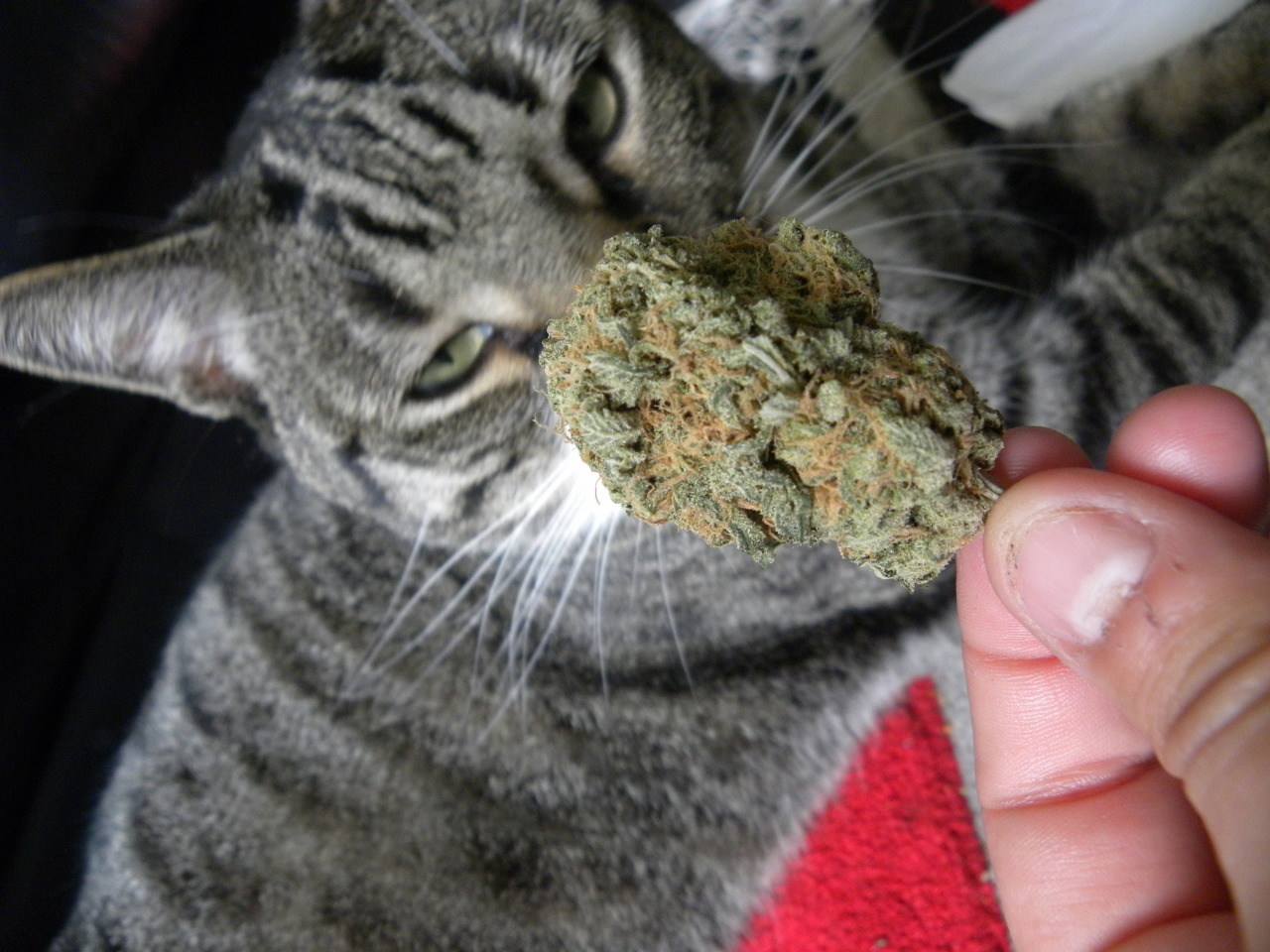 the-stoner-sage:  Dank kitty