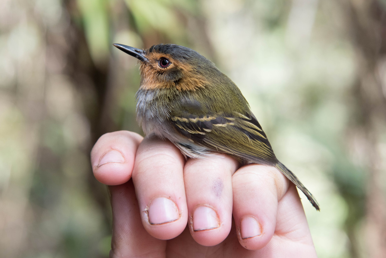 Ochre-faced Tody-Flycatcher, Poecilotriccus plumbeiceps
Today in tiny and unbelievably-cute birds, we have one of the tody-tyrant/tody-flycatcher complex: teensy, colorful flycatchers with heads and bills that are too large for their miniscule...