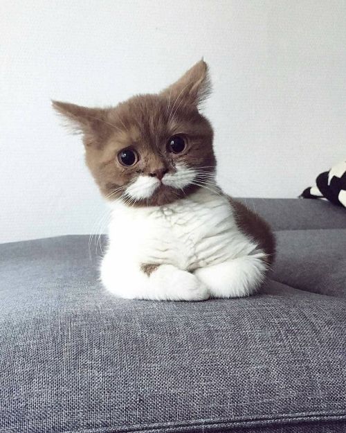 atraversso:Absolutely adorableby gringomoustachecat