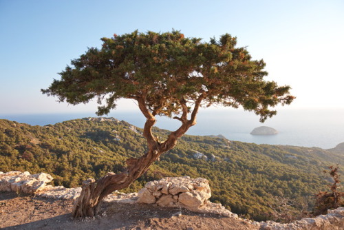 Gnarled. Verknotet.Tree atop Monolithos Hill, Rhodes 2017.