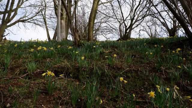 Daffoldil Bank, Farndale, North York Moors, England.