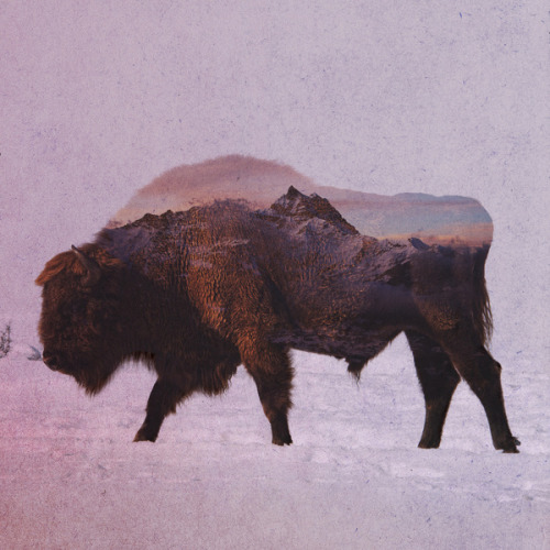 victoriousvocabulary:  YĔ [adjective] 1. wild; untamed. 2. brutal. 3. rude; boorish. Etymology: Chinese 野. [Andreas Lie] 