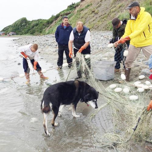 This summer my @kibachu & I went to #alaska for @bbsockeye season. She’s here on Naknek River subsistence Elder Beach with three generations pulling nets. Today in Chicago @chefscollab hosts #storyofsockeye workshop with @thekitchenchicago’s...