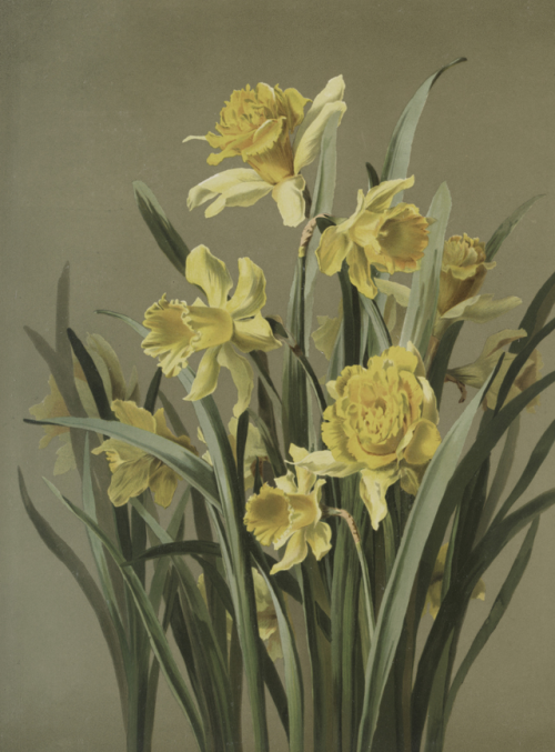 L. Prang & Co. - Daffodils - undated (but probably public domain) - via NYPL