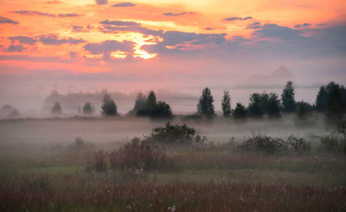 night-dark-woods:expressions-of-nature:by Valeriy Peshkov[ID: three photos of a sunset over a foggy 