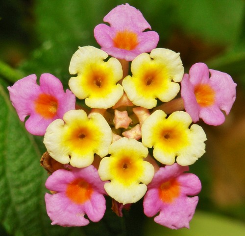 sinophilia:Lantana Lantana, both here in China and in Australia is a noxious choking weed which spr