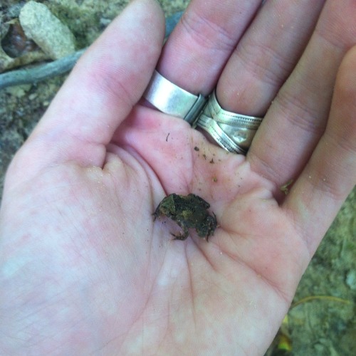 plantparenthood: me holding random stuff in my hands (i wet my hands for the amphibians don’t 