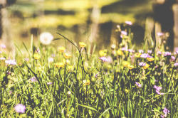 floralls:  looking up (by ivvy million)