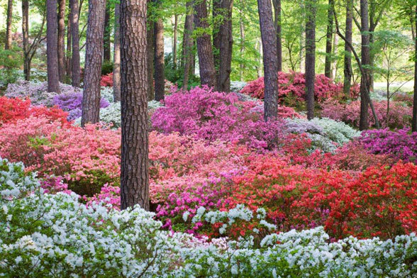 cozythyme: voiceofnature:  Callaway Gardens is located in Pine Mountain, Georgia,