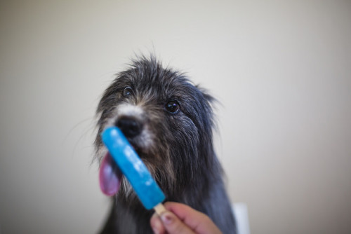 professionalcat:  nerobetch:  tempurafriedhappiness:  Here are some dogs enjoying Popsicles.   This is the kind of quality content i want on my blog  @nsarararara 