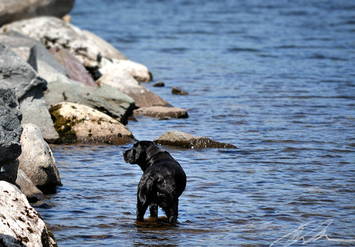 doggee playin&rsquo; in the water. image taken on holiday in Wales.