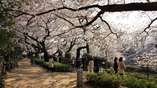 visitkyoto: todayintokyo:  Take a walk with me along Chidorigafuchi in Tokyo.   Kyoto comes usually a week after… 