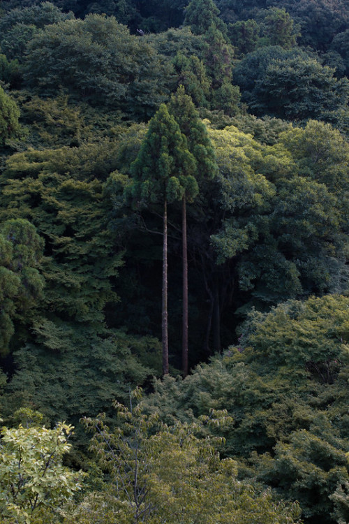 renamonkalou:    All green | Chih-Han Hsu