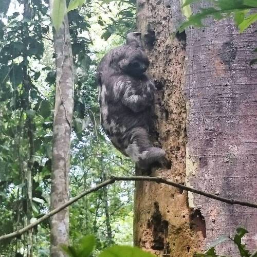 jamesandsophierunaway:  Baby sloth just chilling on monkey island, couldn’t believe it was real til 