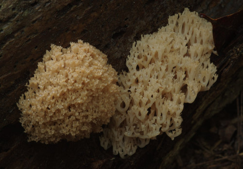 Artomyces pyxidatus - candelabra coral fungus in Kyoto in June.