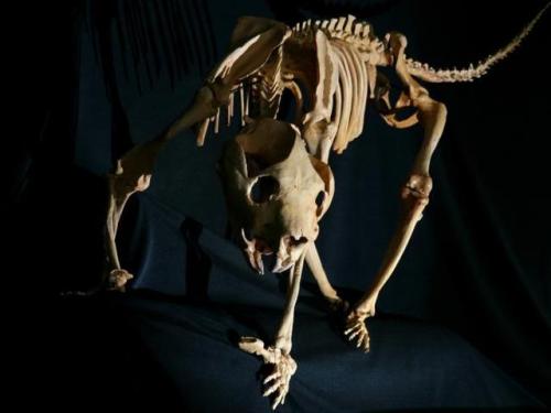 ainawgsd:Thylacoleo (“pouch lion”) is an extinct genus of carnivorous marsupials that lived in Austr