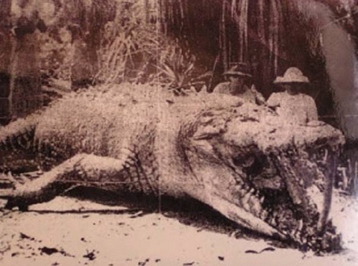 XXX vomit-queen:  sixpenceee:  Crocodile measuring photo