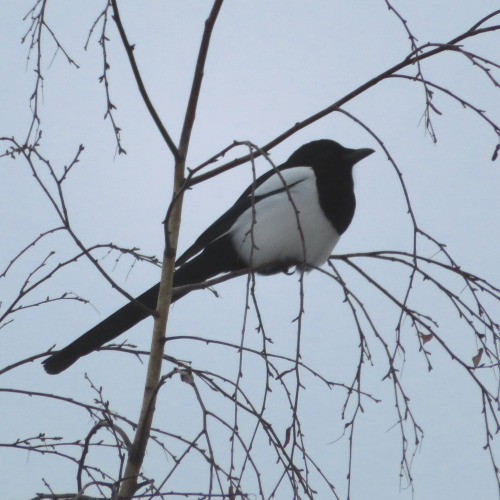 Elster | (Eurasian / common) magpiePica pica