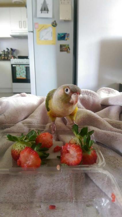 rate-my-bird: This is Momo, a very happy strawberry eating birdy (@stephable)Ime Happy as a birdo ca