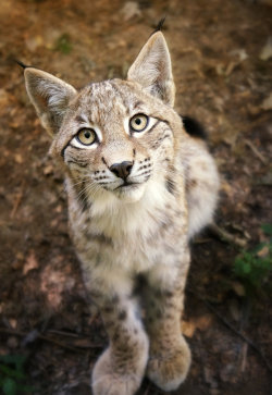 evrthling:  Take me with you - Lynx Cub by ~Manu34 