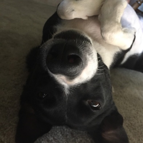 handsomedogs:This is Odie. He is Border Collie/Terrier. He is the most formal and handsome of doofs. - @caitisemphatic