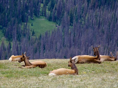 earlandladygray:The Continental Divide at Rocky Mountain National Park in Colorado is breathtaking. 