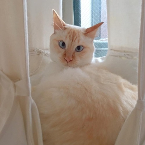 fu-fu-fu: おはようございます☔️寒い #cat #猫 #白猫 #whitecat #siamese #白シャム #catstrapeze