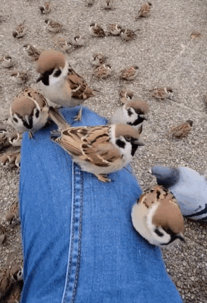 a continuation of the first gif. one sparrow flies at another and they have a two-second long fight. a few pigeons walk through the crowd of sparrows gathered on the pavement.