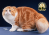 weaver-z:weaver-z:Every time I close my eyes I see this one cat that won second place in the Cat Fancier’s Association kitten categoryGood Lird…..