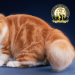 weaver-z:weaver-z:Every time I close my eyes I see this one cat that won second place in the Cat Fancier’s Association kitten categoryGood Lird…..