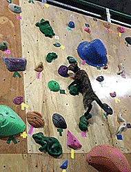 thenatsdorf:Rock climbing cat. [full video]