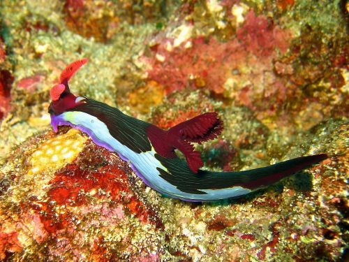 typhlonectes:The nudibranch - Nembrotha chamberlaini moves across a coral reef at Verde Island, Phil